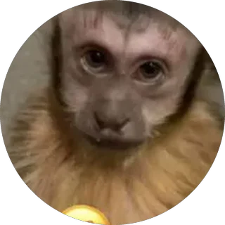Monito 1