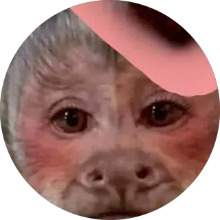 Monito 5