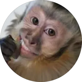 Monito 11