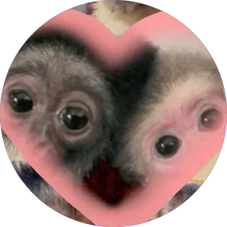 Monitos enamorados